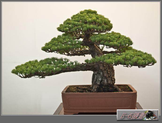 盆景流派的产生原因