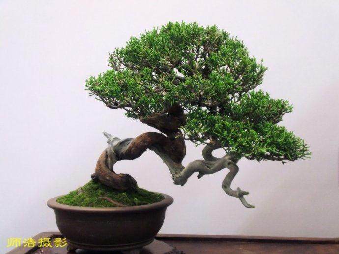 苏派盆景技艺被列入国家非物质文化遗产