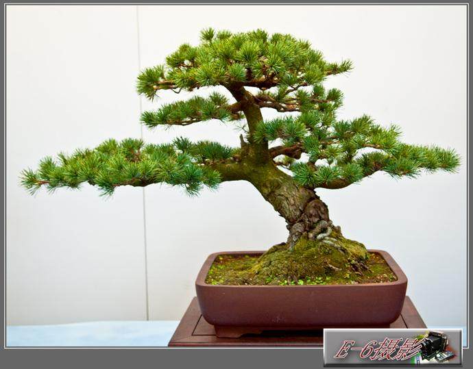 首届苏派盆景双年展 200余盆景展苏派艺术 图片