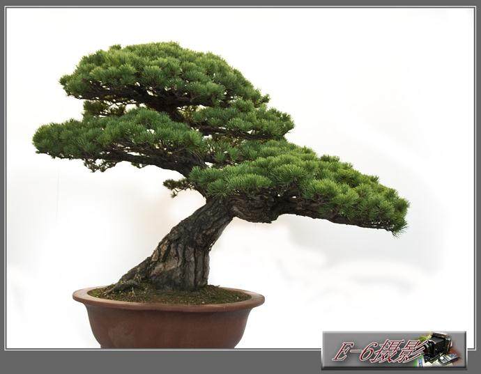 去美术馆看“立体的画” 首届苏派盆景双年展