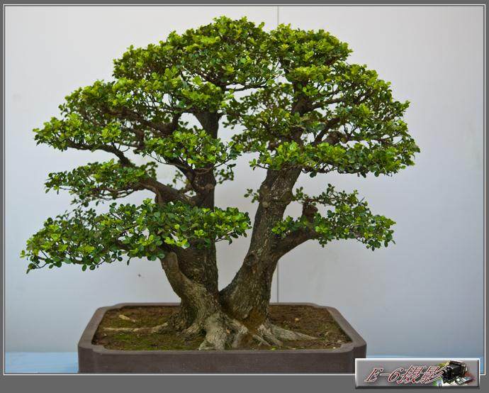 首届苏派盆景双年展昨在苏州美术馆开展