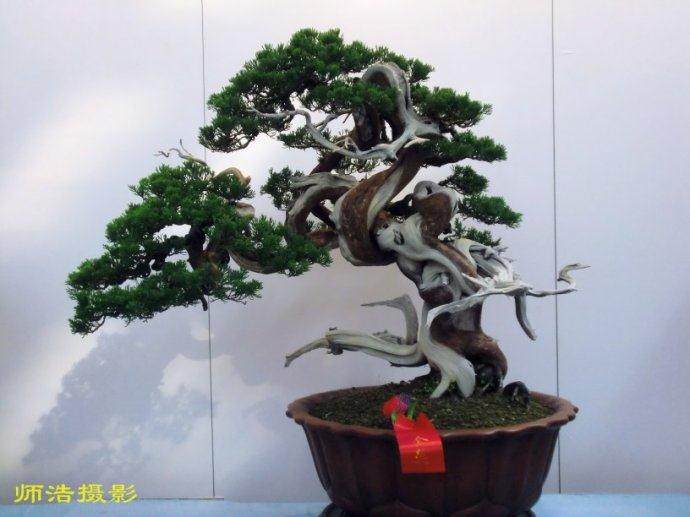 苏派盆景荟萃虎丘