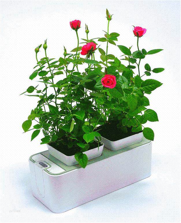 济南专业办公绿植盆景供应