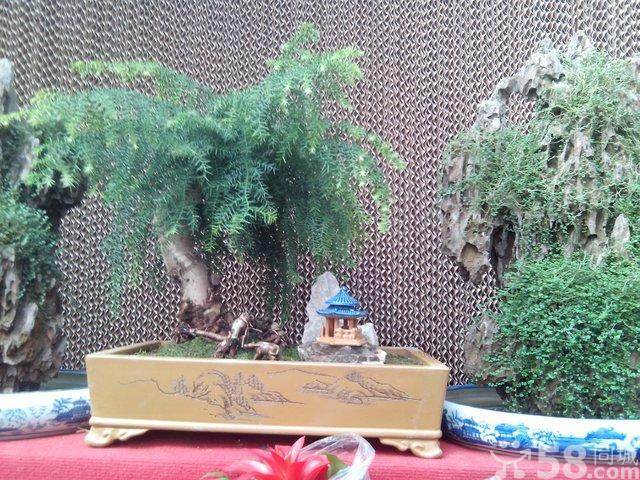 长沙绿植盆景租赁