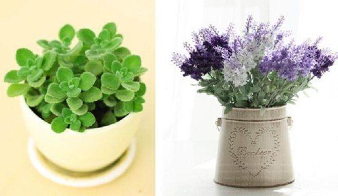 绿植盆景的价格谁知道 可以网购吗