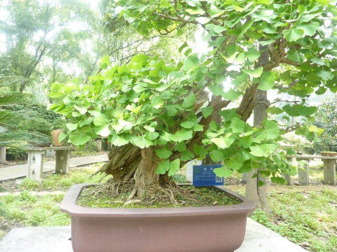 旧物改造之绿植小盆景的做法