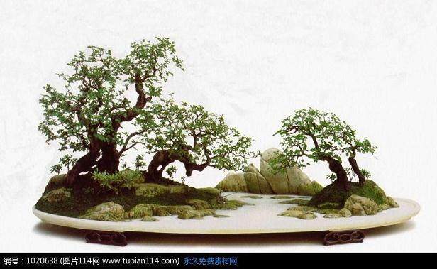 偏瘫老人不甘寂寞 制作山水盆景只为服务社会