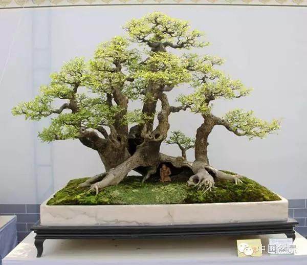 首期中国树桩盆景高级研修班学员报到