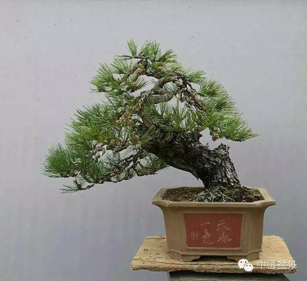 价值千万的盆景贵族-黑松