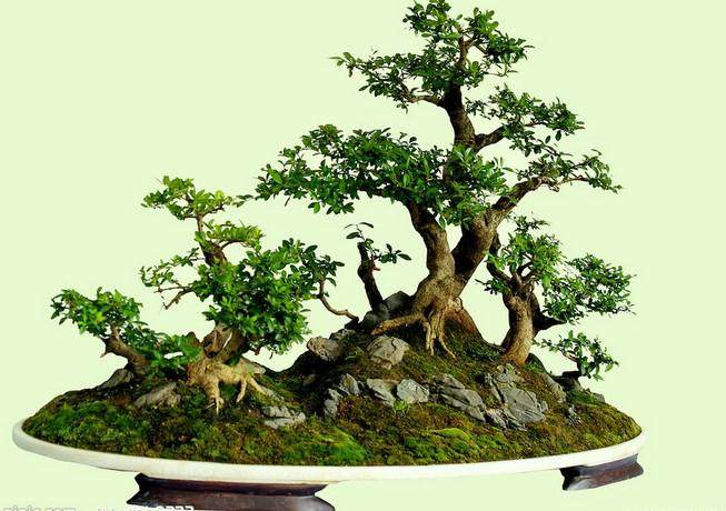 街头枯树桩复活成盆景的故事