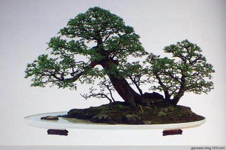 制作树桩盆景需要哪些工具