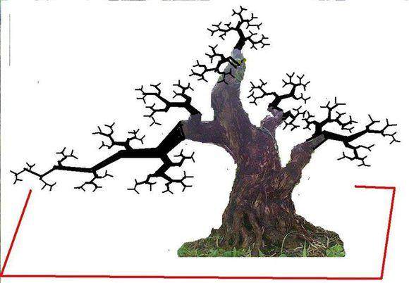 盆景制作与欣赏