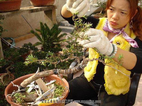 盆景舍利干制作工具拉丝刀