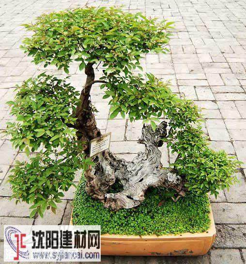 常山举行盆景制作比赛