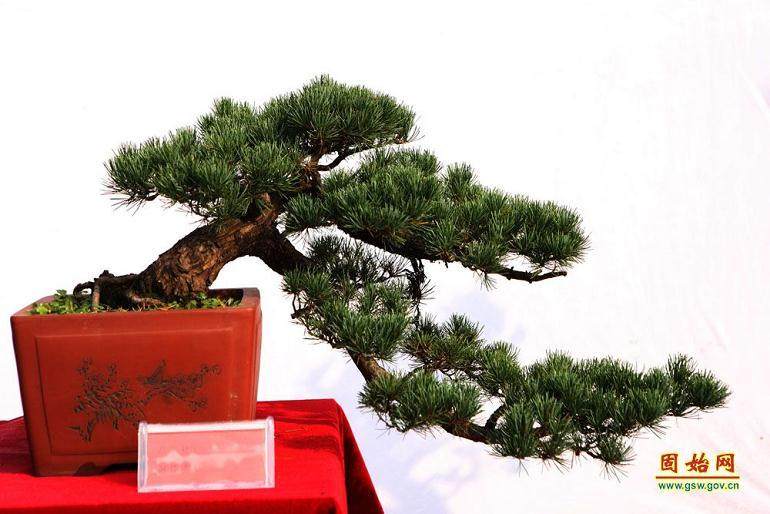 造型独特的大型盆景在天津争奇斗艳