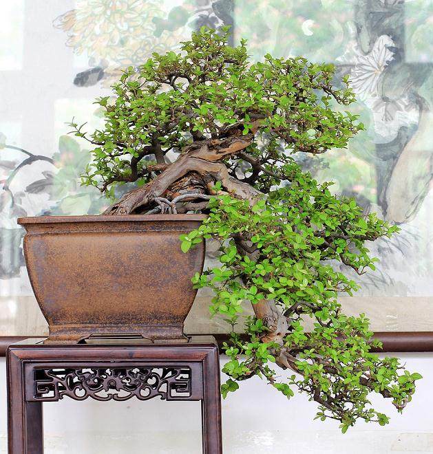 造型独特的大型盆景在天津各处争奇斗艳