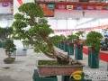 天津市第六届盆景展今天上午也在此间开幕