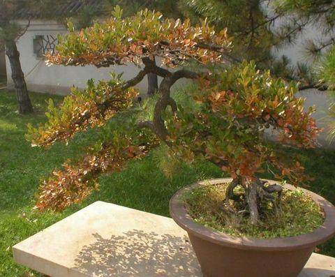 天津有了盆景艺术大师