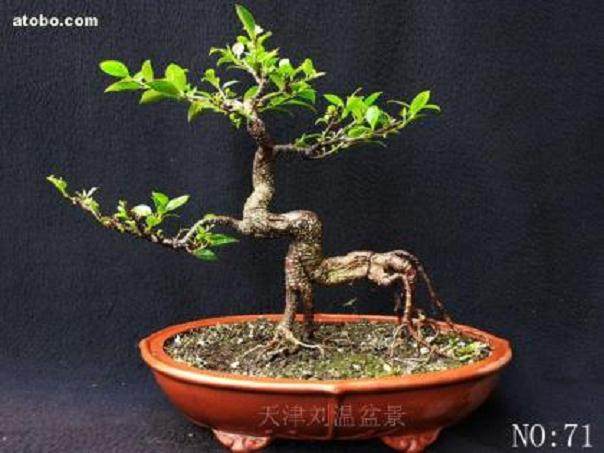 大型盆景为天津增添靓丽风景线