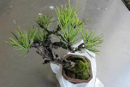 天津盆景根雕奇石名家作品展