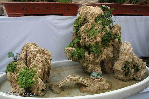 天津水上公园菊花盆景展