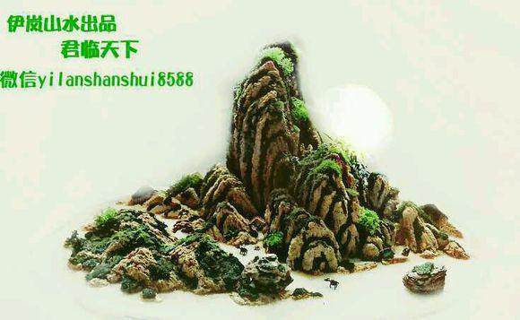 2012 天津首届盆景精品展