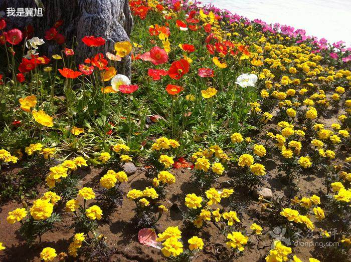 天津花卉批发市场有盆景室内盆栽卖吗？