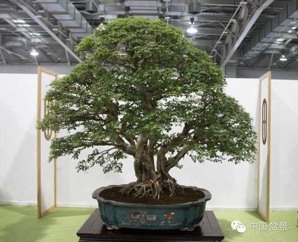 天津首届名人盆景艺术展开幕 30万盆花卉上市