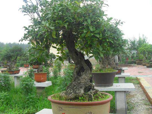 桂花盆景栽培技术