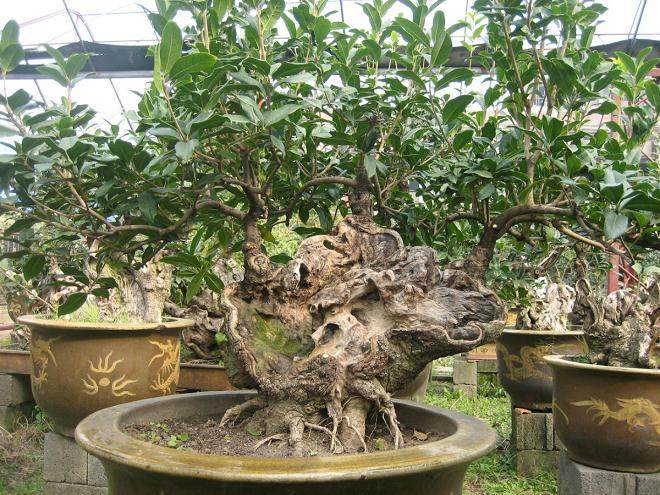 2013年容桂大型盆景精品展将在容桂花溪公园举行