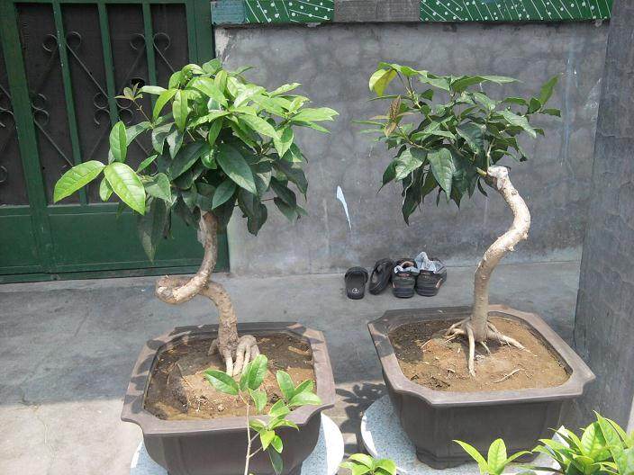 丰都:满城尽飘桂花香 花香怡人沁心脾