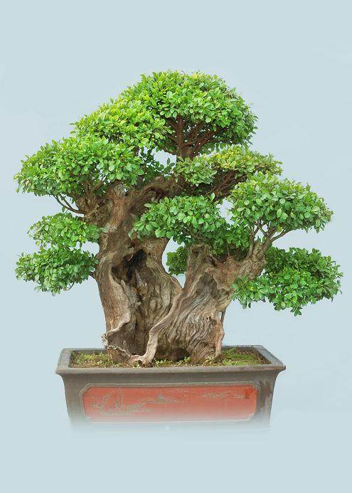 盆景花盆使用前应该做哪里处理工作?