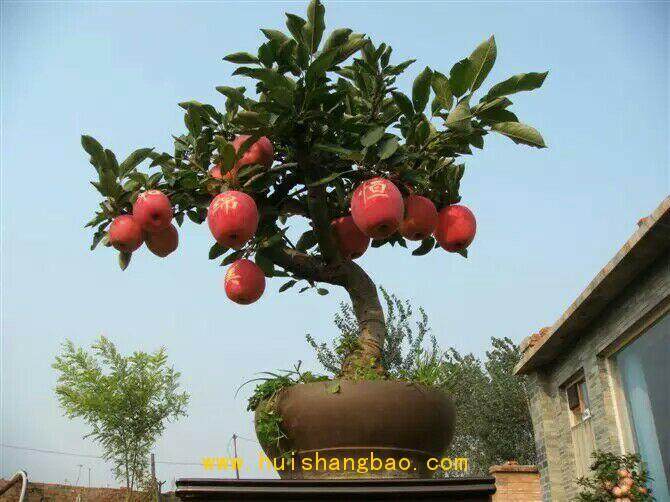 花盆里还可种苹果盆景 大受市场欢迎