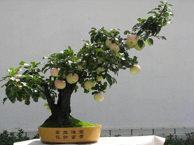 这些苹果盆景受到了很多市民的欢迎