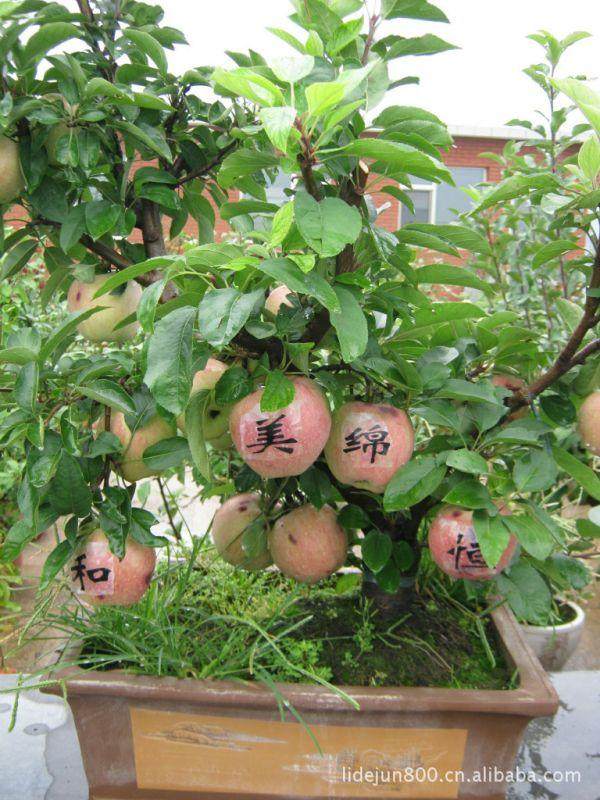 苹果产业链上新意多 苹果树缩成盆景