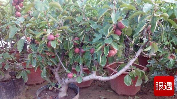 这是我们刚刚培育成功的盆景苹果 一千元我们都没舍得卖