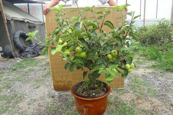 迎春花市新品---苹果盆景