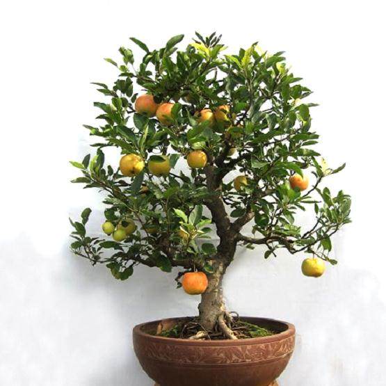 花盆里的盆景苹果令两位姑娘欣喜不已