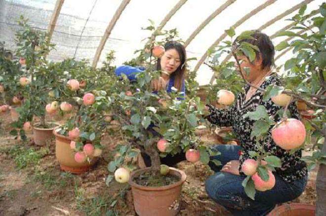 红富士苹果盆景叶片净光合速率的研究