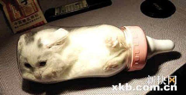 盆景猫相关图片的某些细节