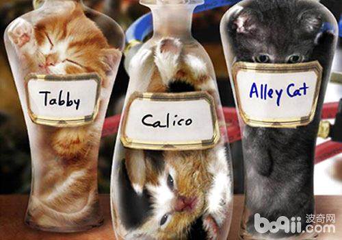 所谓的盆景猫只是一场恶作剧？