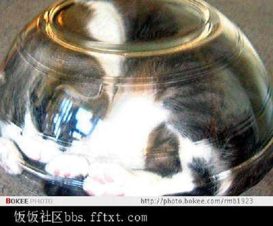 盆景猫：又一个反日谣言的破产