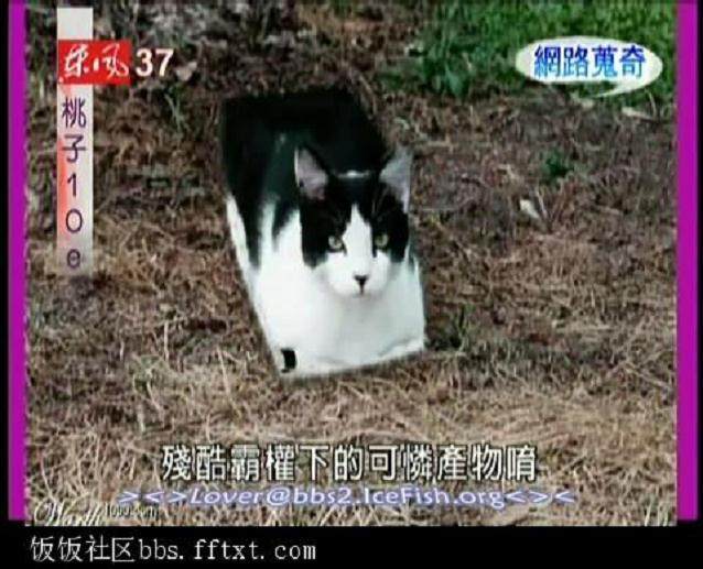 嫩模微博晒盆景猫 阿sa等众艺人围剿谴责
