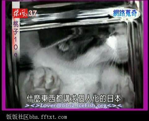 盆景猫是残忍的