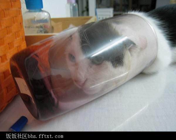 关注盆景猫事件