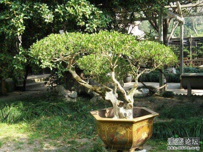如皋在中国盆景艺苑中占有一席之地