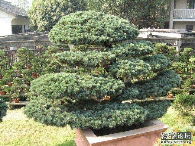 享有&ldquo;世界花木盆景之都&rdquo;的如皋