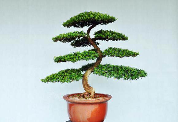 如皋市花木盆景商会正式创立