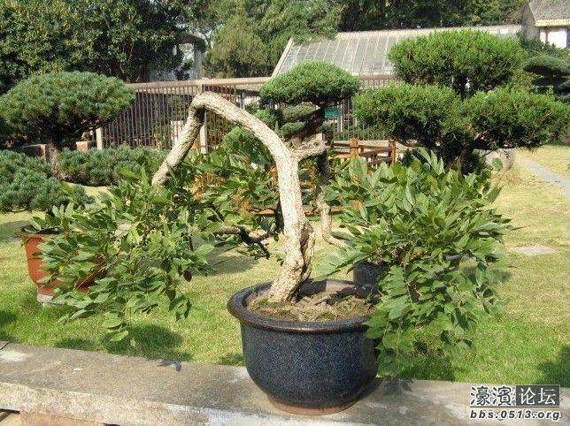 如皋市花木盆景产业发展