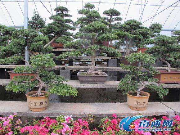 中国盆景精品大赛十月在如皋举行